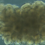 Scientists Grew Mini Brains, Then Trained Them to Solve an Engineering Problem : ScienceAlert