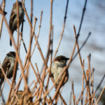 PHOTOS: Birders gather to conservation in one of the world’s largest citizen-led science projects