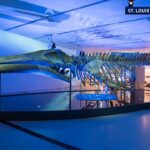 St. Louis Science Center welcomes Blue Whale Story in May