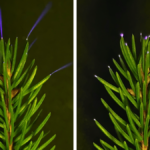 Leaf tips glow blue in thunderstorms