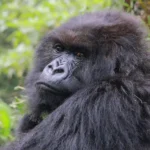 Holding On After Loss: The Science Behind Why Gorilla Mothers Carry Infants After Death