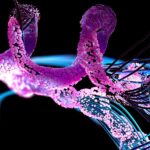 Scientists Discovered An Organism That Can Become Two Different Life Forms