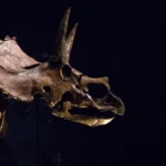 Triceratops had a giant nose that may have cooled its massive head