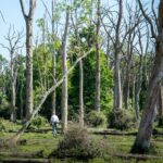 ImpactAlpha LP/GP: Catalytic climate finance strategies for family foundations and offices