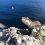 From Green to Blue: How the IUCN Green List Can Enable Blue Finance in Latin America – Blog