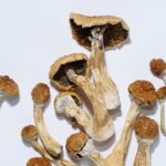How Are State-Run Psilocybin Therapy Programs Going?