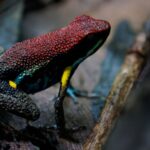 The science behind the frog poison that allegedly killed Alexei Navalny | World News