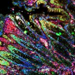 Featured Ecosystems Science at MSK