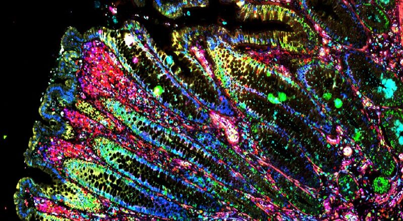 Featured Ecosystems Science at MSK