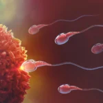 This breakthrough could finally unlock male birth control