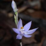 Sun orchids successfully trick bees with false anthers