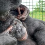 Tea with an ape? How playing pretend helps scientists study imagination : Short Wave : NPR