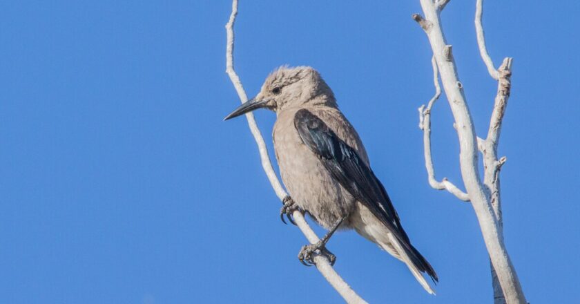 Birdwatchers convene for the biggest citizen science initiative in the U.S.