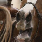 A horse’s neigh may be unique in the animal kingdom. Now scientists know how they do it