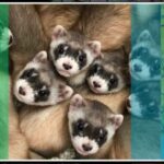 Clones of endangered ferrets offer path to recovery, scientists say | KGOU