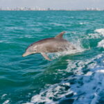 Vessel traffic alters behavior, stress and population trends of marine megafauna