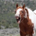 Scientists finally solve the mystery of the horse whinny
