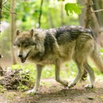 Wolf Attacks Increase Across Greece as Man Is Bitten Near Athens