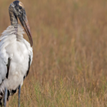Wood storks to be removed from federal Endangered Species List