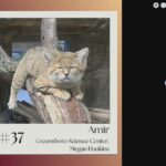 Vote for Amir! Greensboro Science Center sand cat becomes finalist in nationwide picture competition