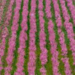 ‘Stunning and heavenly’: Vast fields of pink peach blossom draw visitors to northern Greece