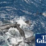 Scientists film whale giving birth while other whales work together to help her | Whales