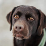 Can dogs detect a liar? science says yes