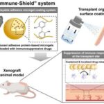 “A spray shield that adheres to transplant organs” reduces the burden on patients taking lifelong immunosuppressants