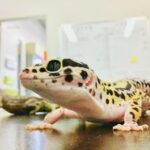 New study clarifies how temperature shapes sex development in leopard gecko