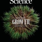 [Science Through the Cover] A key gene from wild rice could make the staple crop perennial