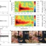 Scientists listen in to determine coral reef health