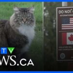 Cat keeps crossing the U.S.-Canada border