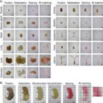 Construction of three-dimensional atlases encompassing all cells across whole organs and the whole body