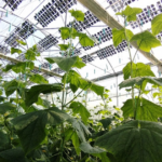 Greenhouse agrivoltaics trial in Greece reports energy surplus while maintaining crop performance