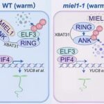 The E3 ubiquitin ligase MIEL1 promotes thermo-responsive growth by blocking auto-ubiquitination and self-degradation of XBAT31