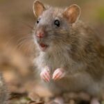 Can mice save astronauts on Mars? Scientists discover surprising fitness solution in space |