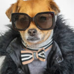 Fashion Magazine for Dogs Being Sued by ‘Vogue’ Publisher and Pup Lovers Are Calling for Justice