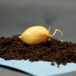 Scientists Successfully Harvest Chickpeas From ‘Moon Dirt’ – UT Austin News