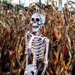 Science: Cartilage scaffold trigger the body to regrow bone