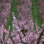 Is spring really, finally here? What to know about the vernal equinox