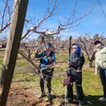 Tips for the science and art of pruning fruit trees