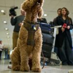 Greece launches an animal airlift to evacuate pets and their owners from the Mideast