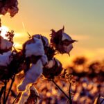 H&M Group Adopts Science-Based Targets for Land Use