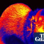 Short films made from brain activity of mice aim to show how they see world | Neuroscience