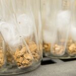 New IU Research Could Improve How We Predict Drought Resilience: School of Science : Indiana University