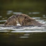 Eskimo kiss, anyone? Science explains nose-to-nose contact between mammals | Science