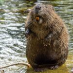 A secret weapon to fight carbon emissions was just discovered: Beavers