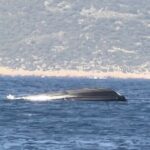 Estonian border guards stable day after PPA boat capsizes in Greece | News