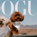 Did this ‘dog fashion’ magazine really think it wouldn’t get sued by Vogue?