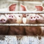 This $5,500 Stock Is About to Hit a New All-Time High. Is It Worth It?